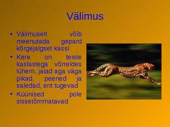 Gepard #2