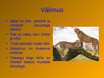 Gepard #3