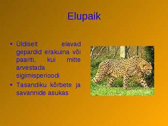 Gepard #4