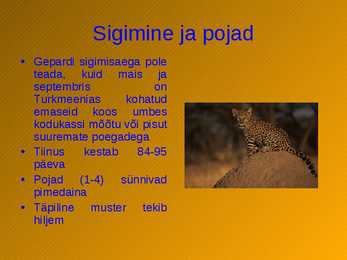 Gepard #6