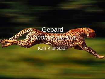 Gepard