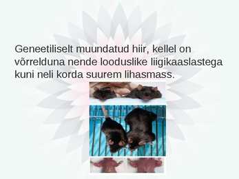 Geneetiliselt muundatud organismid ehk GMO #11