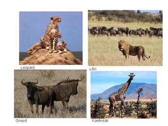 Serengeti rahvuspark #6