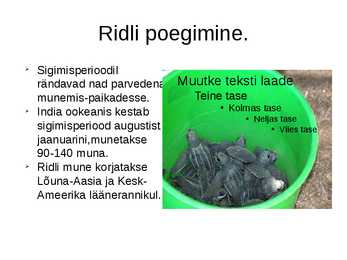 Merikilpkonnad #11