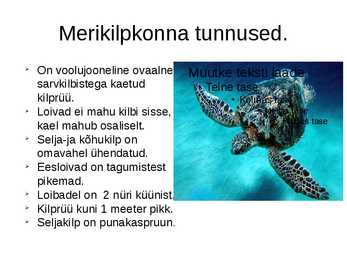 Merikilpkonnad #3