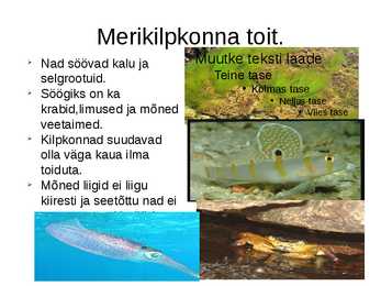Merikilpkonnad #4