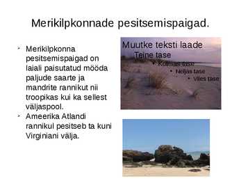 Merikilpkonnad #6