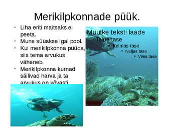 Merikilpkonnad #7