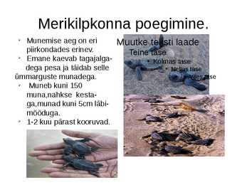 Merikilpkonnad #8