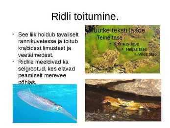 Merikilpkonnad #10