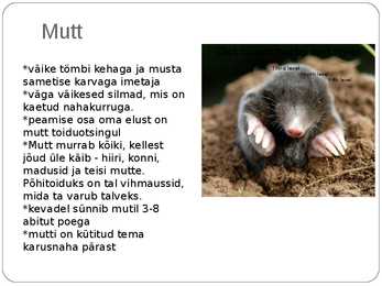 Eesti pisiimetajad #5