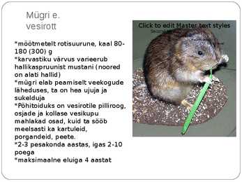 Eesti pisiimetajad #6