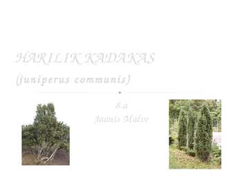 HARILIK KADAKAS