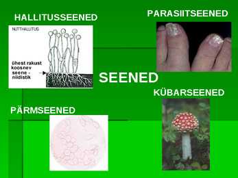 SEENED #5
