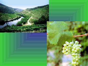 Riesling ja Rheingau #7