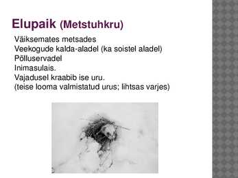 Kodutuhkur-powerpoint #4