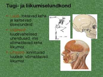 Elundid ja elundkonnad #4