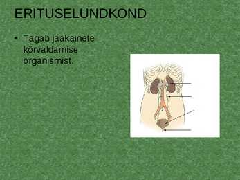 Elundid ja elundkonnad #6