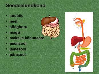 Elundid ja elundkonnad #8
