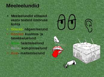 Elundid ja elundkonnad #9