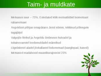 Kõrvemaa #8