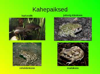 Eesti loomastik #11