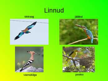 Eesti loomastik #15