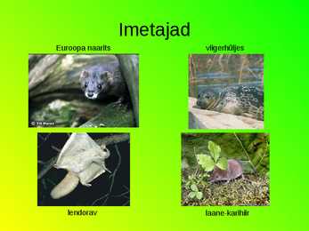 Eesti loomastik #20