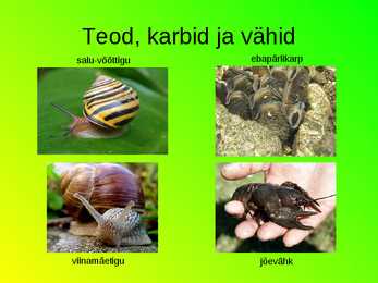 Eesti loomastik #7