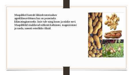 Maapähkel #2