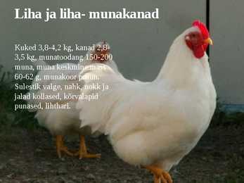 Linnukasvatus #11