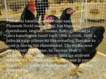Linnukasvatus #16