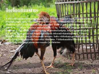 Linnukasvatus #21