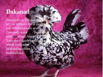 Linnukasvatus #23