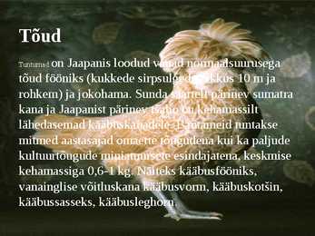 Linnukasvatus #25