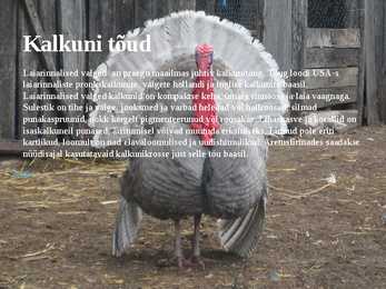 Linnukasvatus #27