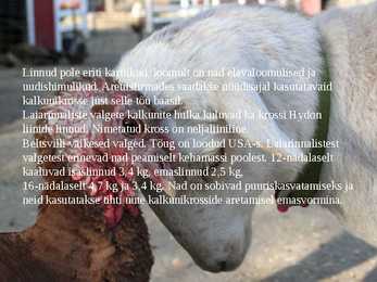 Linnukasvatus #28