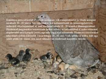 Linnukasvatus #32