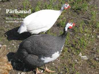 Linnukasvatus #34