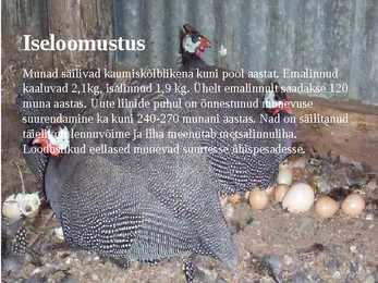 Linnukasvatus #35