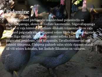 Linnukasvatus #37