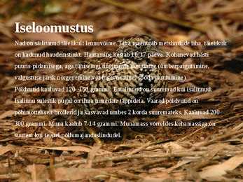 Linnukasvatus #41
