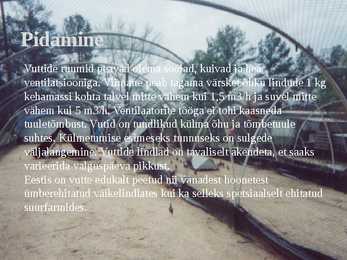 Linnukasvatus #42