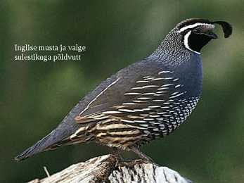 Linnukasvatus #46