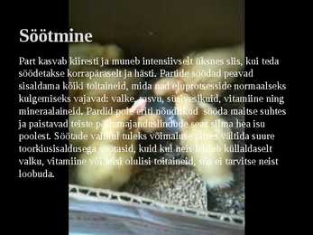 Linnukasvatus #63