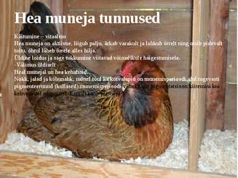 Linnukasvatus #8