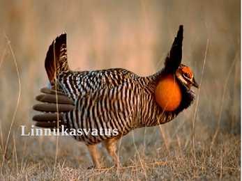 Linnukasvatus