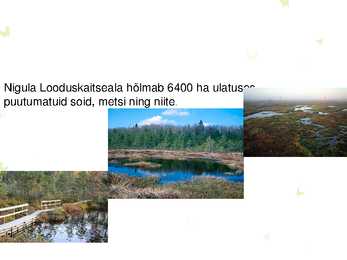 Nigula looduskaitseala #5