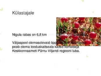 Nigula looduskaitseala #8