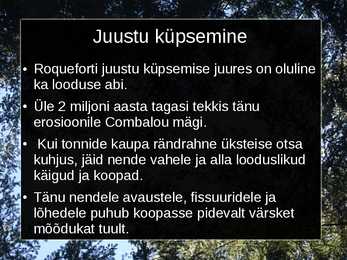 Roqueforti juust #12